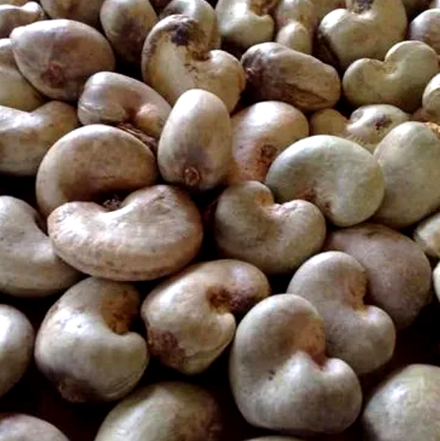 Raw Cashew