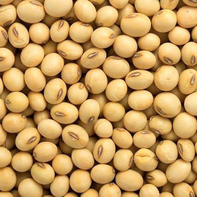 Non GMO Soyabean