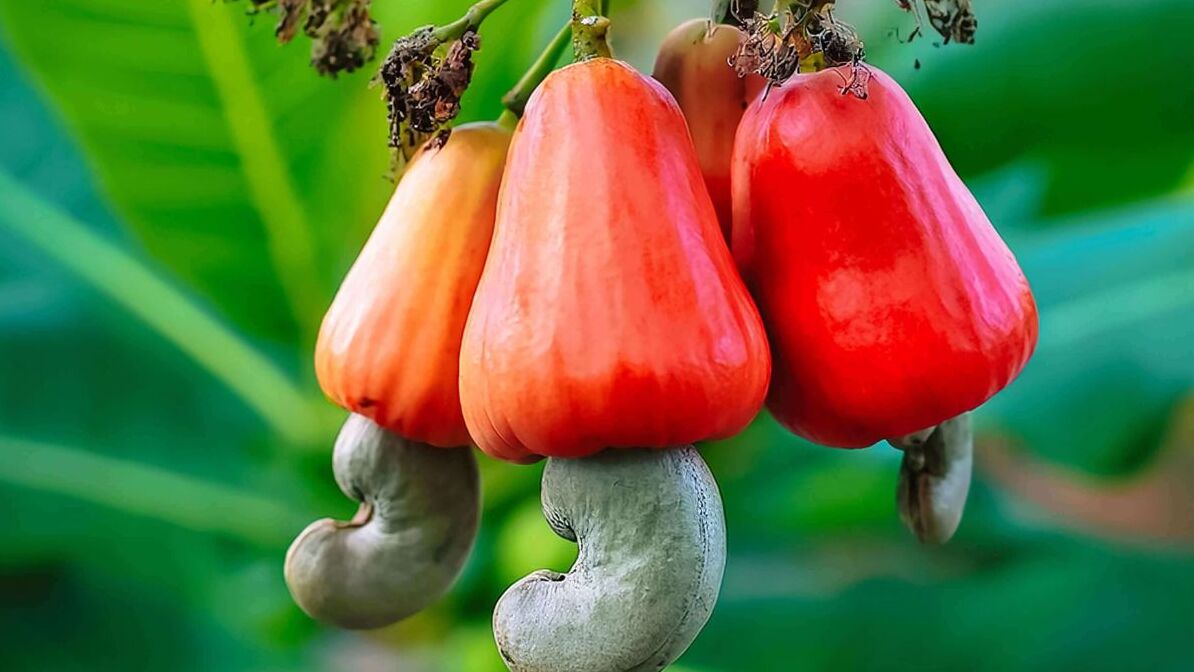 Why Indian B2B Buyers Prefer African Raw Cashews: Top Suppliers &amp; Quality Insights